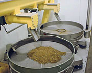 Largest Australian Screener at Cargill Beef