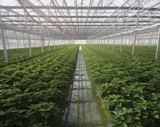 Vibratory Screener Solves a Water-Recycling Problem for a Wholesale Greenhouse
