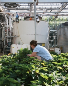 Vibratory Screener Solves a Water-Recycling Problem for a Wholesale Greenhouse